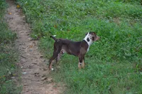 Crash, a male Catahoula Leopard Dog for sale in Livingston, TN – 7 of 10