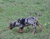 Eclipse, a female Catahoula Leopard Dog for sale in Livingston, TN – 4 of 9