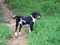 Impact, a male Catahoula Leopard Dog for sale in Livingston, TN – 2 of 7