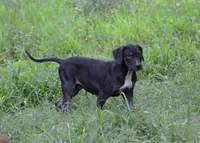 Vader, a male Catahoula Leopard Dog for sale in Livingston, TN – 2 of 10