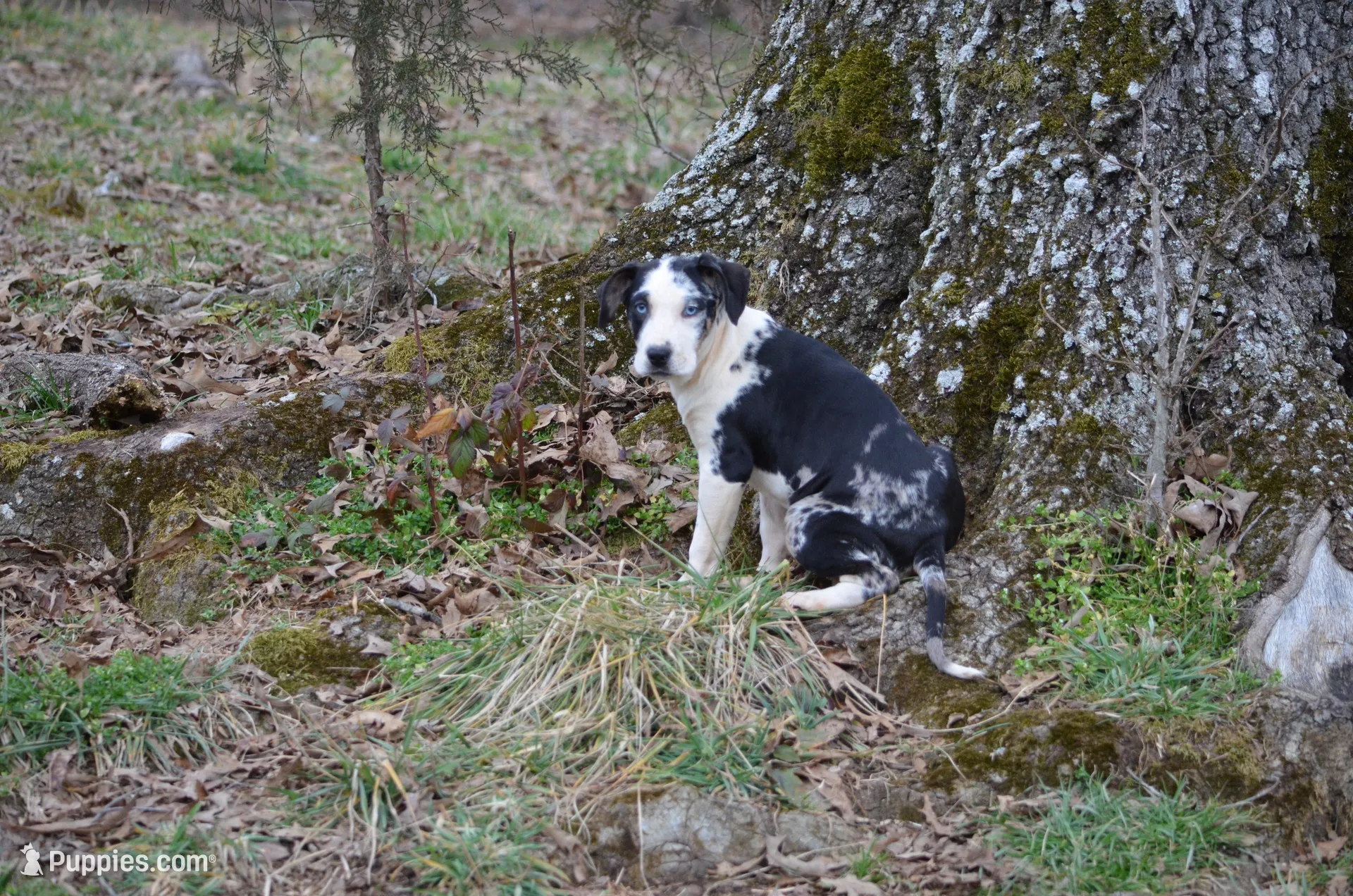 Marcy, a female Catahoula Leopard Dog for sale in Livingston, TN – Photo 7 of 7
