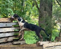 Beth, a female Catahoula Leopard Dog for sale in Livingston, TN – 2 of 10