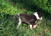 Cruella, a female Catahoula Leopard Dog for sale in Livingston, TN – 4 of 8