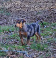 TaterBug, a male Catahoula Leopard Dog for sale in Livingston, TN – Photo 6 of 6