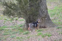TaterBug, a male Catahoula Leopard Dog for sale in Livingston, TN – Photo 3 of 6
