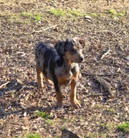 TaterBug, a male Catahoula Leopard Dog for sale in Livingston, TN – Photo 5 of 6