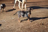 TaterBug, a male Catahoula Leopard Dog for sale in Livingston, TN – Photo 4 of 6