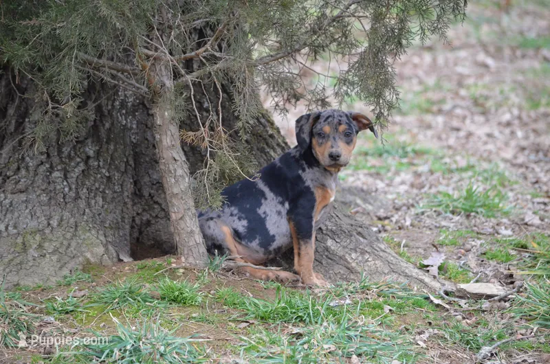 TaterBug – Catahoula Leopard Dog puppy for sale in Livingston, TN