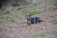 TaterBug, a male Catahoula Leopard Dog for sale in Livingston, TN – Photo 2 of 6