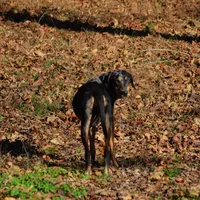 Highland Rim's Echo, a female Louisiana Catahoula Leopard Dog for sale in Livingston, TN – Photo 3 of 10