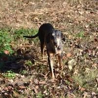 Highland Rim's Echo, a female Louisiana Catahoula Leopard Dog for sale in Livingston, TN – Photo 6 of 10