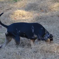 Highland Rim's Echo, a female Louisiana Catahoula Leopard Dog for sale in Livingston, TN – Photo 5 of 10