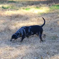 Highland Rim's Echo, a female Louisiana Catahoula Leopard Dog for sale in Livingston, TN – Photo 4 of 10