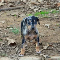 Highland Rim's Echo, a female Louisiana Catahoula Leopard Dog for sale in Livingston, TN – Photo 8 of 10