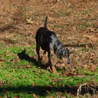 Highland Rim's Echo, a female Louisiana Catahoula Leopard Dog for sale in Livingston, TN – Photo 1 of 10