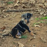 Highland Rim's Echo, a female Louisiana Catahoula Leopard Dog for sale in Livingston, TN – Photo 9 of 10
