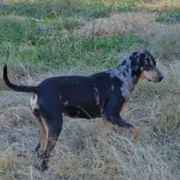 Highland Rim's Echo, a female Louisiana Catahoula Leopard Dog for sale in Livingston, TN – Photo 2 of 10
