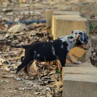 Highland Rim's Echo, a female Louisiana Catahoula Leopard Dog for sale in Livingston, TN – Photo 10 of 10