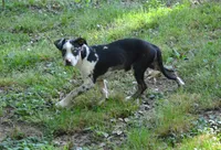 Beth, a female Catahoula Leopard Dog for sale in Livingston, TN – 3 of 7