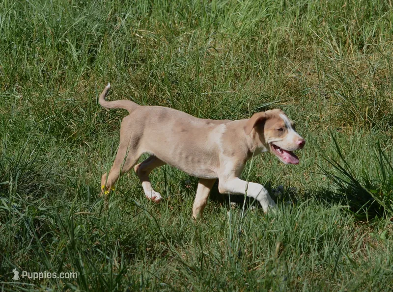 Perdiia – Catahoula Leopard Dog puppy for sale in Livingston, TN