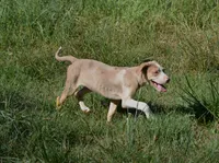 Perdiia, a female Catahoula Leopard Dog for sale in Livingston, TN – 1 of 8