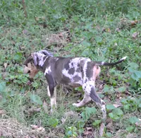 ChaCha, a female Catahoula Leopard Dog for sale in Livingston, TN – 4 of 6