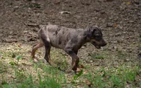 Cobalt, a male Catahoula Leopard Dog for sale in Livingston, TN – 4 of 10