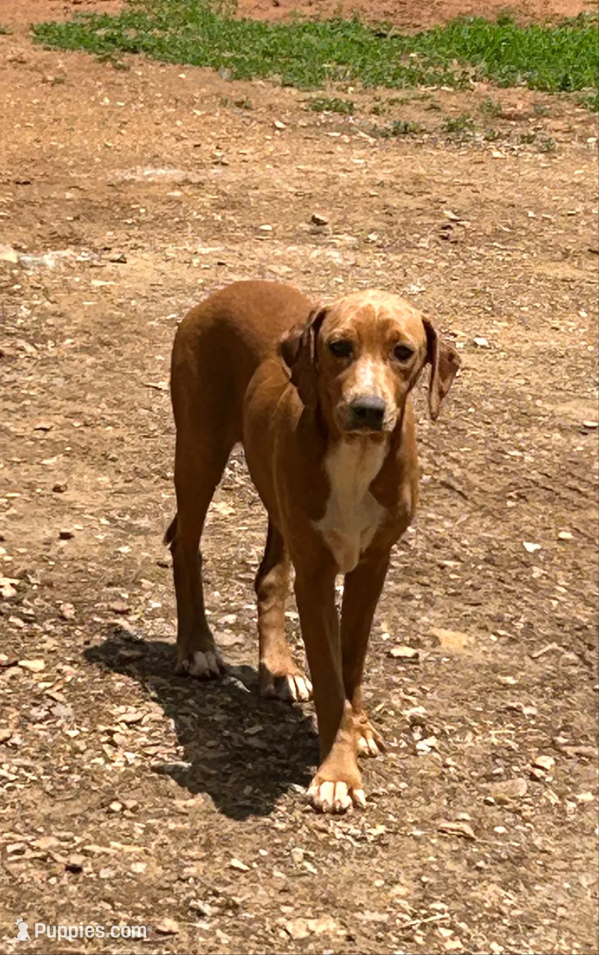 Dixie, a female Catahoula Leopard Dog for sale in Livingston, TN – 1 of 9