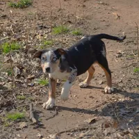 Kimber, a female Catahoula Leopard Dog for sale in Livingston, TN – Photo 8 of 9