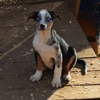 Kimber, a female Catahoula Leopard Dog for sale in Livingston, TN – Photo 7 of 9