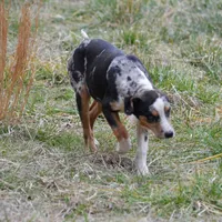 Kimber, a female Catahoula Leopard Dog for sale in Livingston, TN – Photo 4 of 9