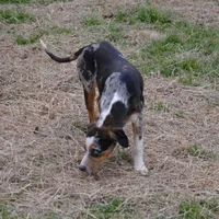 Kimber, a female Catahoula Leopard Dog for sale in Livingston, TN – Photo 3 of 9