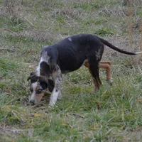Kimber, a female Catahoula Leopard Dog for sale in Livingston, TN – Photo 5 of 9