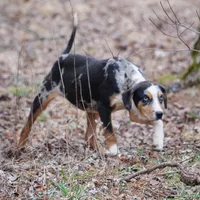 Kimber, a female Catahoula Leopard Dog for sale in Livingston, TN – Photo 6 of 9