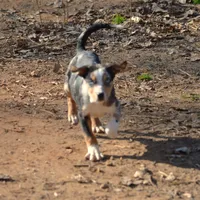 Kimber, a female Catahoula Leopard Dog for sale in Livingston, TN – Photo 9 of 9
