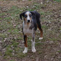 Kimber, a female Catahoula Leopard Dog for sale in Livingston, TN – Photo 1 of 9