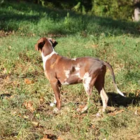 Maverick, a male Louisiana Catahoula Leopard Dog for sale in Livingston, TN – Photo 3 of 10