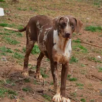 Maverick, a male Louisiana Catahoula Leopard Dog for sale in Livingston, TN – Photo 1 of 10