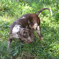 Maverick, a male Louisiana Catahoula Leopard Dog for sale in Livingston, TN – Photo 10 of 10