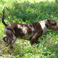 Maverick, a male Louisiana Catahoula Leopard Dog for sale in Livingston, TN – Photo 7 of 10