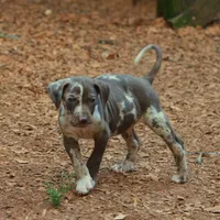 Maverick, a male Louisiana Catahoula Leopard Dog for sale in Livingston, TN – Photo 9 of 10