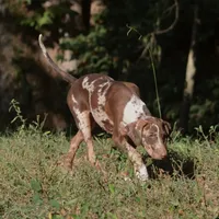 Maverick, a male Louisiana Catahoula Leopard Dog for sale in Livingston, TN – Photo 2 of 10