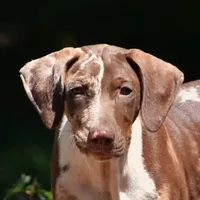 Maverick, a male Louisiana Catahoula Leopard Dog for sale in Livingston, TN – Photo 6 of 10