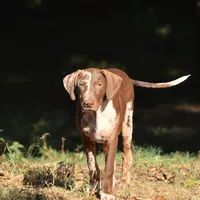 Maverick, a male Louisiana Catahoula Leopard Dog for sale in Livingston, TN – Photo 4 of 10