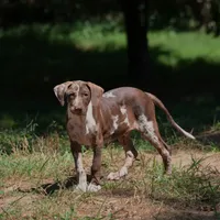 Maverick, a male Louisiana Catahoula Leopard Dog for sale in Livingston, TN – Photo 5 of 10