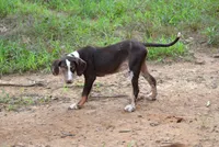 Crash, a male Catahoula Leopard Dog for sale in Livingston, TN – 4 of 10