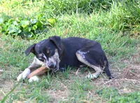 Peanut, a male Catahoula Leopard Dog for sale in Livingston, TN – 6 of 9