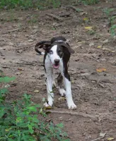 Shockwave, a male Catahoula Leopard Dog for sale in Livingston, TN – 4 of 7