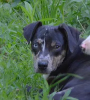 Peanut, a male Catahoula Leopard Dog for sale in Livingston, TN – 9 of 9