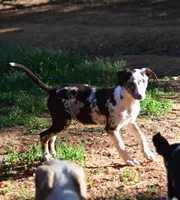 Storm, a female Catahoula Leopard Dog for sale in Livingston, TN – 6 of 7